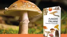 «Funghi italiani. Conoscerli e riconoscerli» è in edicola con il Giornale di Brescia - © www.giornaledibrescia.it