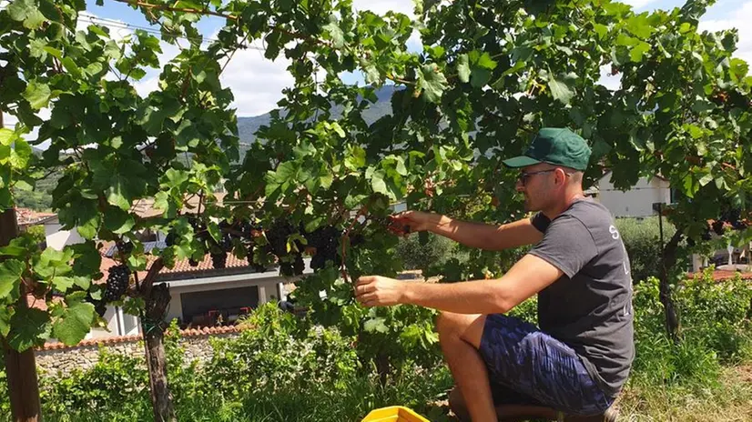 L'inizio della vendemmia nella vigna della Cantina Castello di Gussago