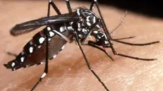 Esemplare di zanzara tigre