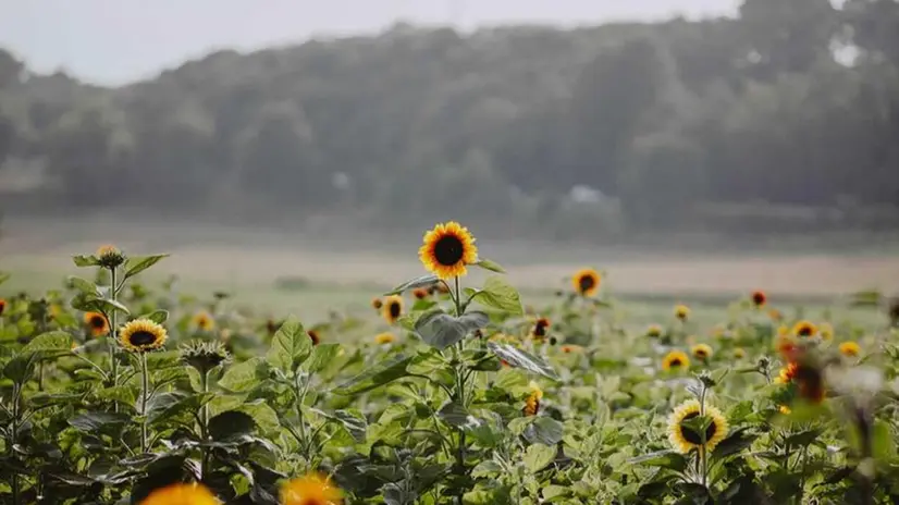 Sono stati piantati circa 150mila semi di 26 diverse varietà di girasoli - © www.giornaledibrescia.it