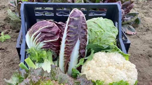 Verdura prodotta dall'azienda di Leonardo - © www.giornaledibrescia.it