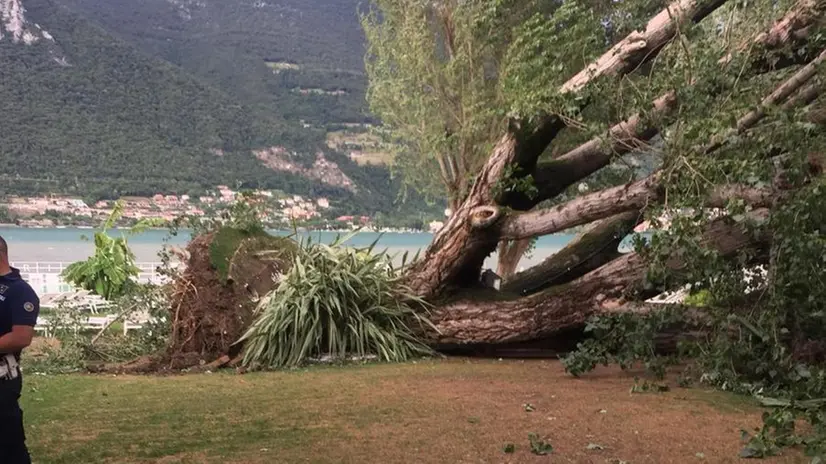 Un albero caduto sul Sebino - © www.giornaledibrescia.it