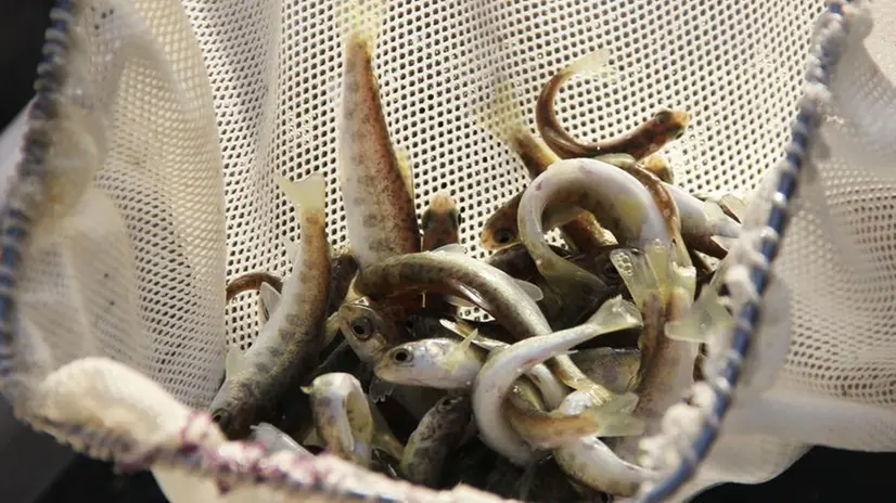 La specie ittica autoctona del Garda - © www.giornaledibrescia.it