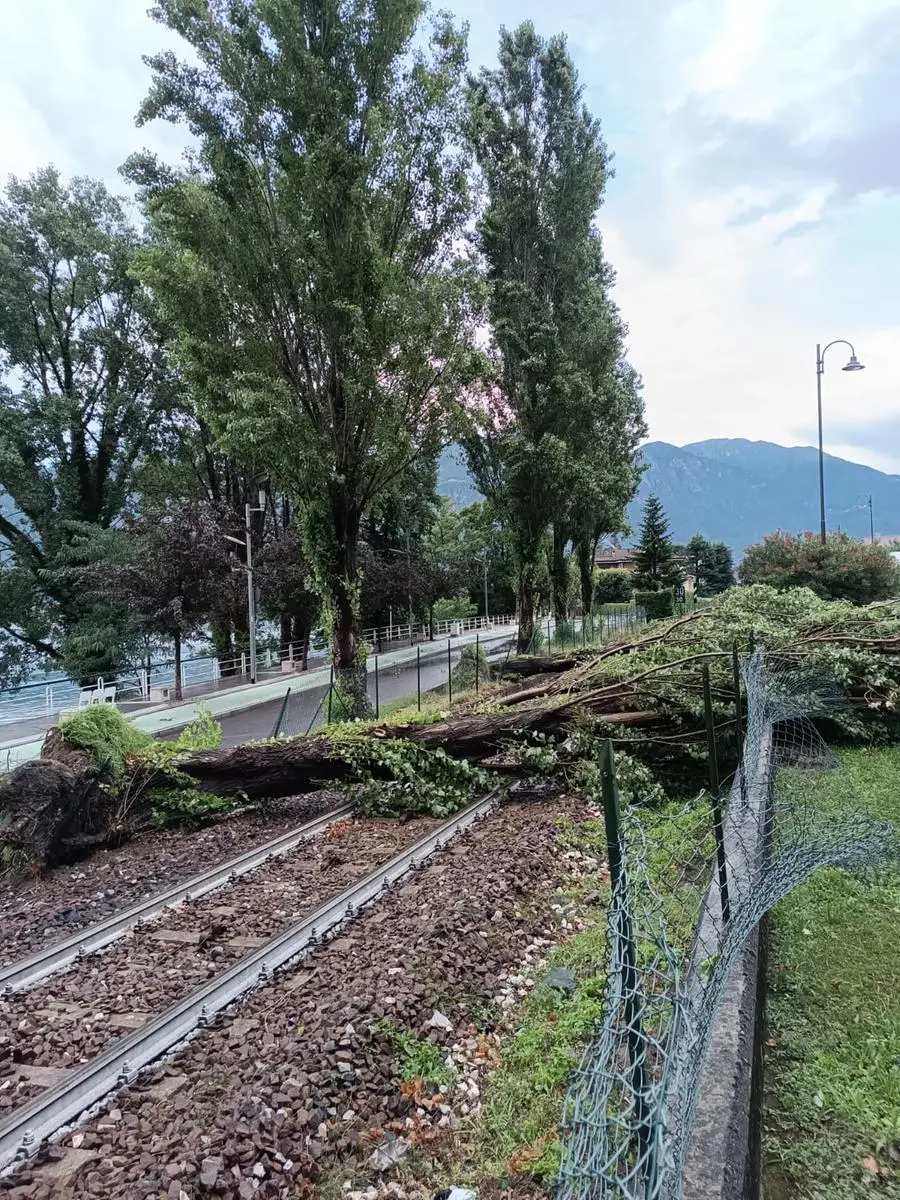 Gli alberi caduti sulla linea Brescia-Iseo-Edolo