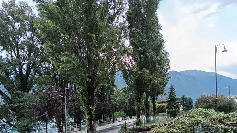 Gli alberi caduti sulla linea Brescia-Iseo-Edolo
