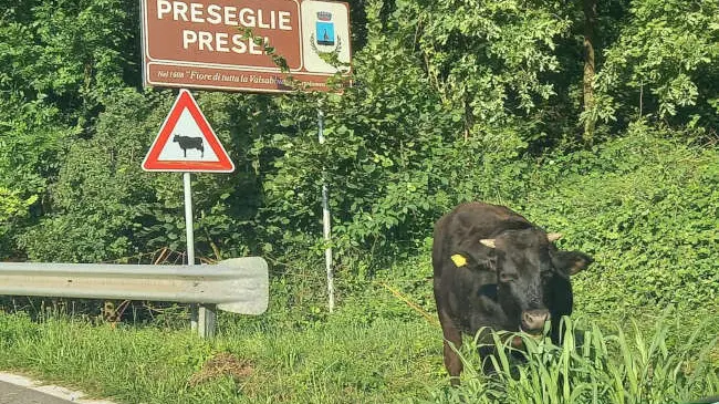 Il toro fuggito dall'allevamento -  Foto © www.giornaledibrescia.it