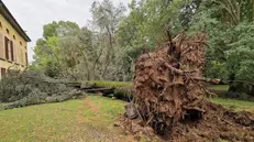 Uno degli alberi abbattuti dalla tempesta di venerdì 21 luglio - © www.giornaledibrescia.it
