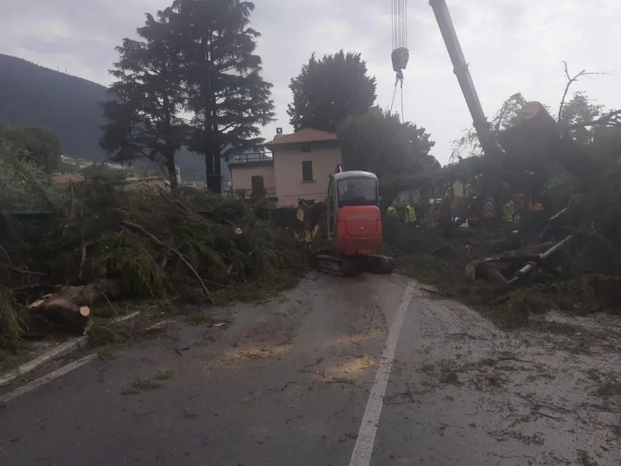 L'albero abbattuto dal maltempo a Sulzano