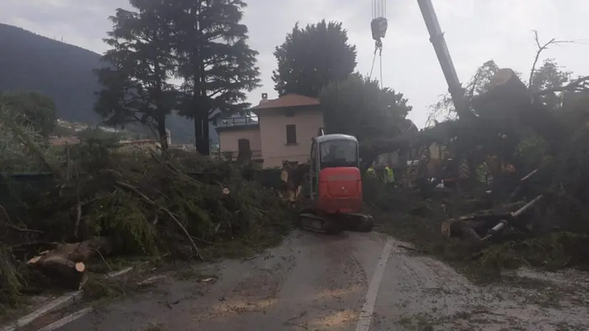 L'albero abbattuto dal maltempo a Sulzano