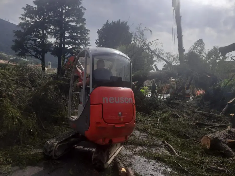 L'albero abbattuto dal maltempo a Sulzano