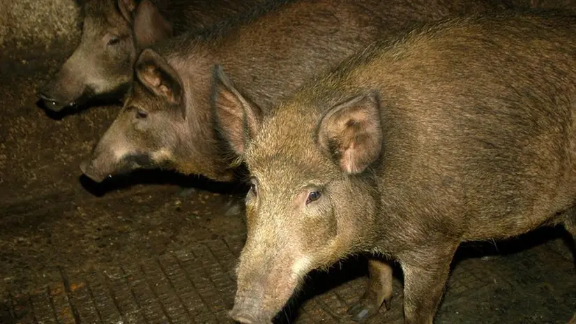 È attivo il bando a sostegno delle misure contro la peste suina © www.giornaledibrescia.it