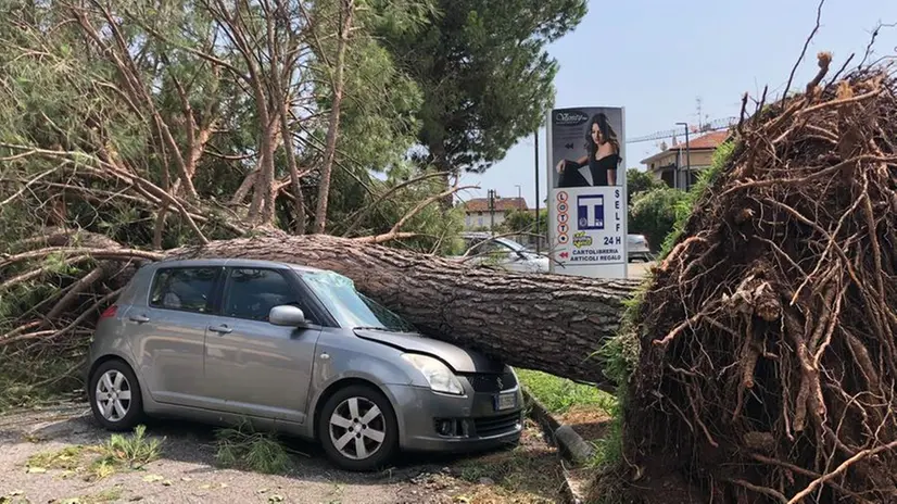 La violenta tempesta ha abbattuto alberi in tutta la provincia
