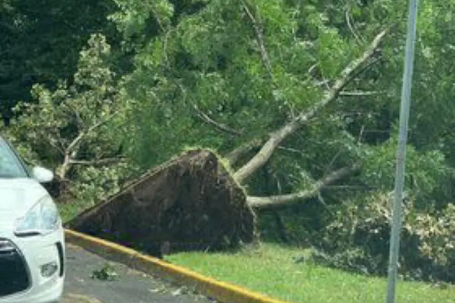 La violenta tempesta ha abbattuto alberi in tutta la provincia