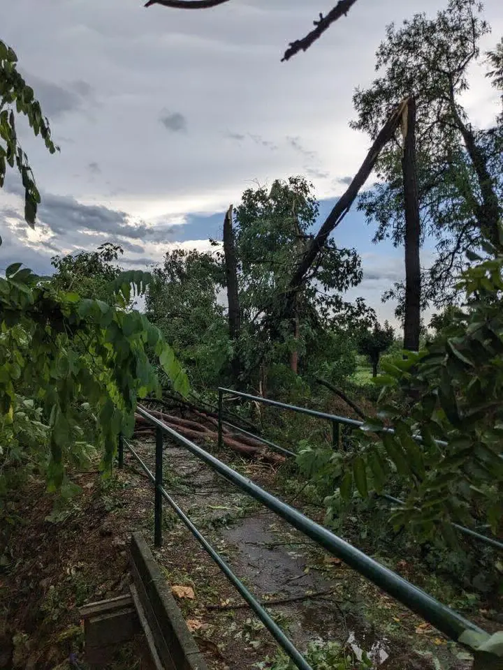 La violenta tempesta ha abbattuto alberi in tutta la provincia
