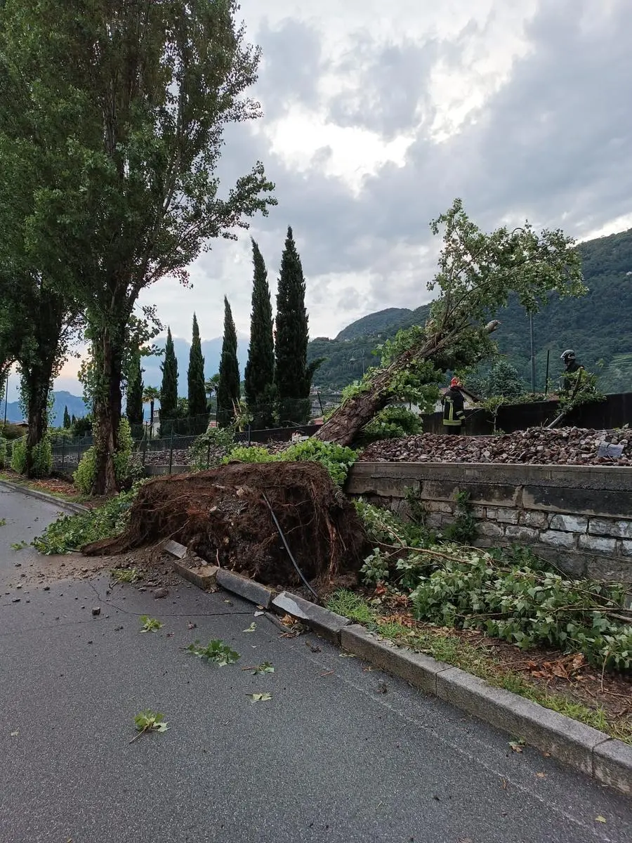 Gli alberi caduti sulla linea Brescia-Iseo-Edolo