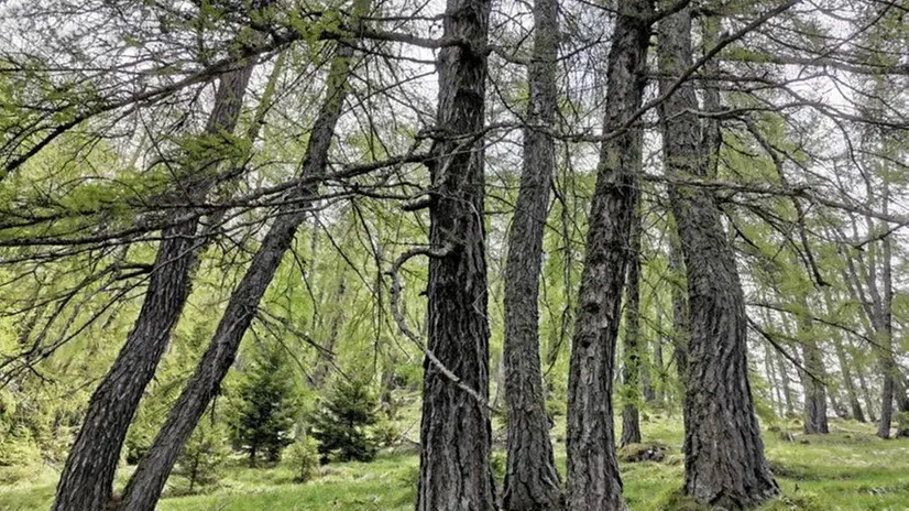 Camminata nel bosco