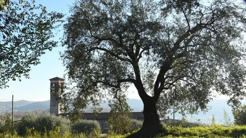 Dalle pendici del Monte Covolo - Foto @bontempiruggero.jpg