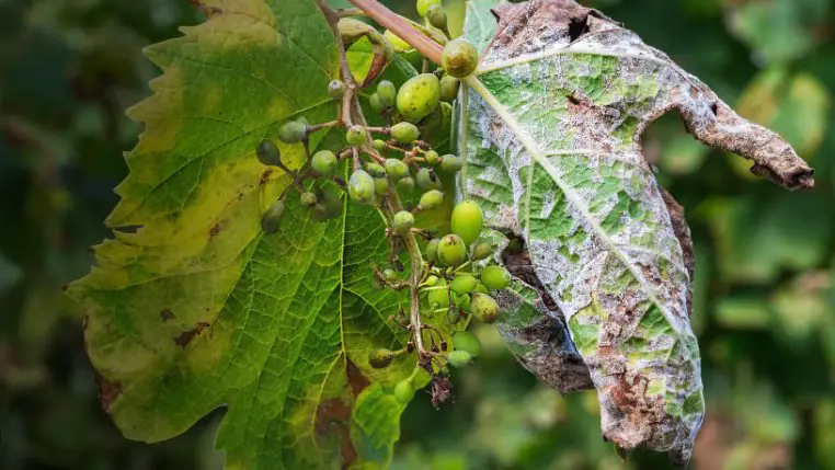 Le piante attaccate dal fungo della peronospora