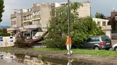 Un albero caduto nel Bresciano a causa dei temporali - Foto © www.giornaledibrescia.it