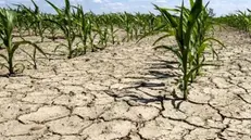 Terra riarsa per la siccità e coltivazioni in forte difficoltà - © www.giornaledibrescia.it