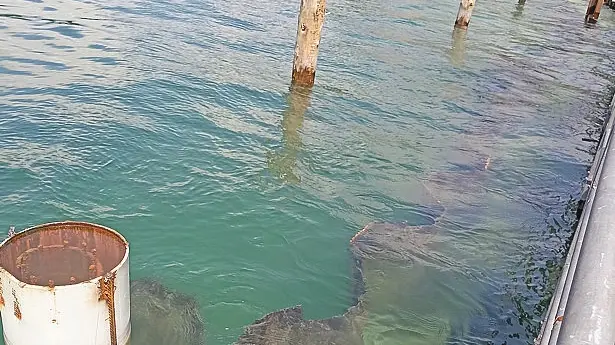 Il lago d’Iseo sembra tornato in piena salute - © www.giornaledibrescia.it