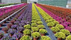 Una variopinta coltivazione di fiori - © www.giornaledibrescia.it