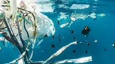 Le plastiche e le microplastiche invadono le acque dei mari - Foto unsplash.com