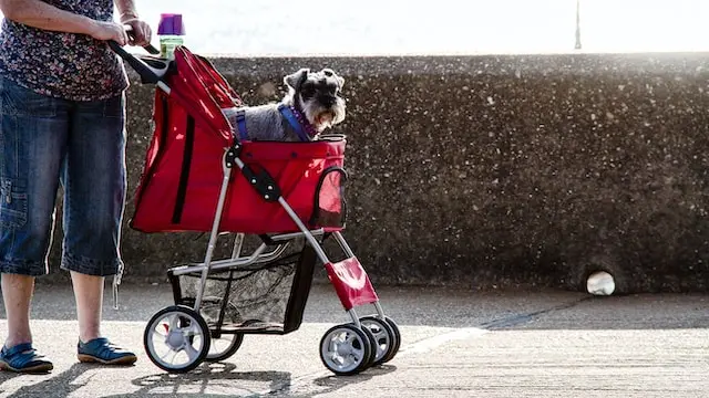 Un cane nel passeggino - Foto tratta da unsplash.com