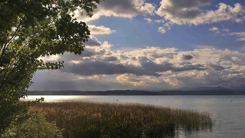 I nuovi canneti sul lago di Garda © www.giornaledibrescia.it