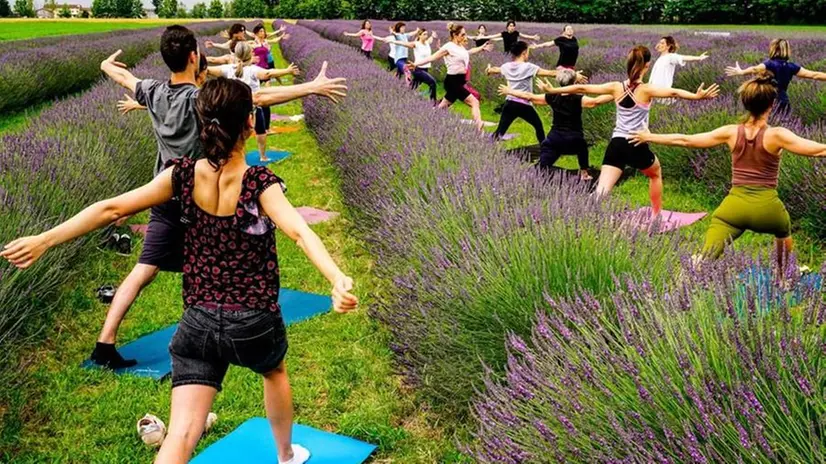 Meditazione e yoga tra i filari di lavanda  © www.giornaledibrescia.it