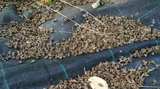 Alcune delle api morte a Gussago - © www.giornaledibrescia.it