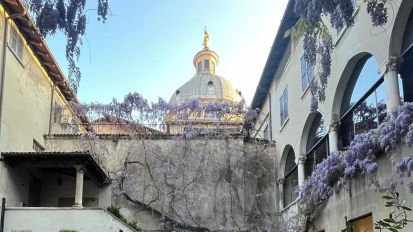Il magnifico glicine secolare di via della Pace