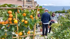 La rassegna «Giardini d'agrumi» a Gargnano