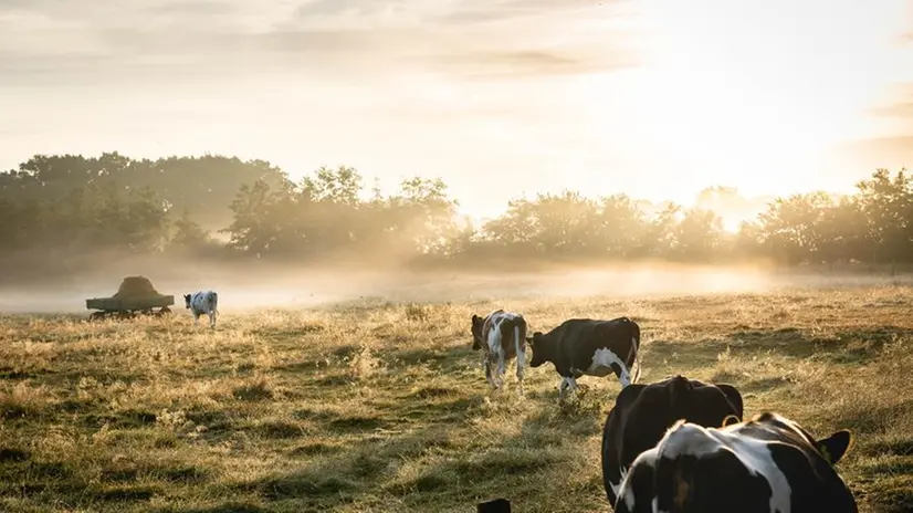 L'allevamento intensivo è una delle principali cause di inquinamento atmosferico - Foto simbolica