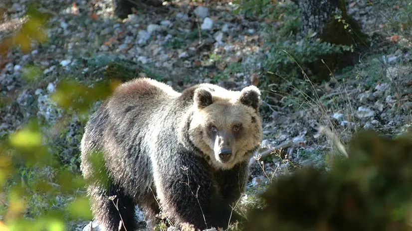 Un orso - © www.giornaledibrescia.it
