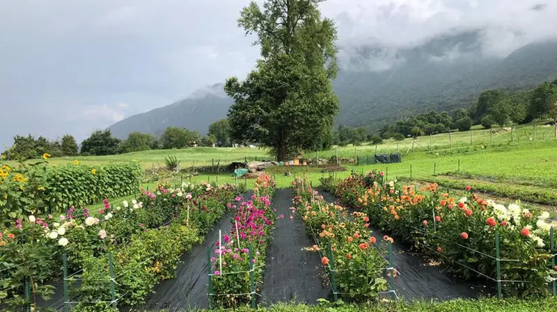 Il campo di Mirta a Sale Marasino