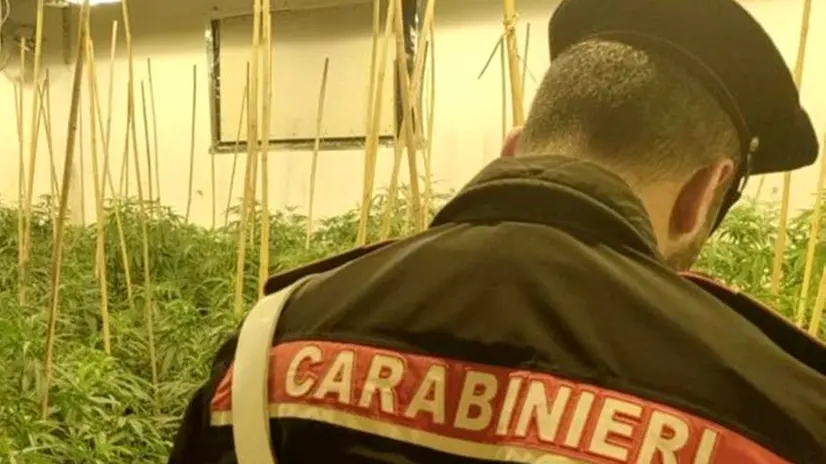 La serra scoperta dai carabinieri nell'abitazione del 37enne di Darfo - Foto Carabinieri © www.giornaledibrescia.it