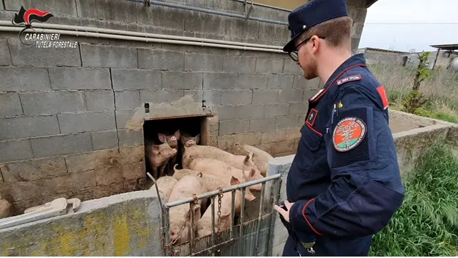 I controlli dei Carabinieri forestali - Foto fornita dai Carabinieri