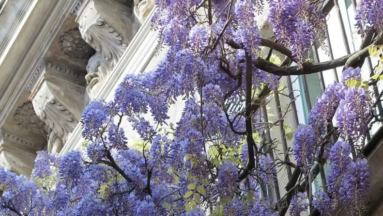 Il glicine di via San Zanino - Foto Lara Contavalli