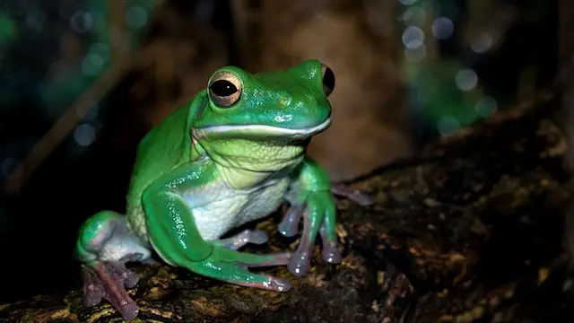 Una ranocchietta