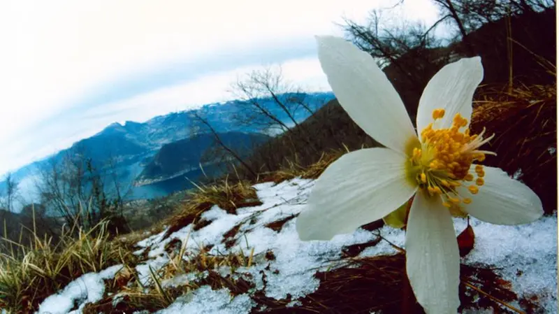 Un fiore dell'elleboro sbocciato nell'ultima neve sul Rodondone, con vista su Montisola - Foto A. Bergamaschi