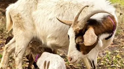 Capretto da latte, il piatto della tradizione a Pasqua - © www.giornaledibrescia.it