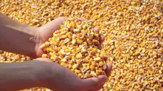 Lo scorso anno la coltivazione di mais è tornata indietro di mezzo secolo © www.giornaledibrescia.it