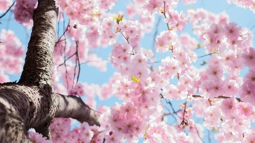 Un albero in fiore a primavera - Foto Arno Smit per Unsplash