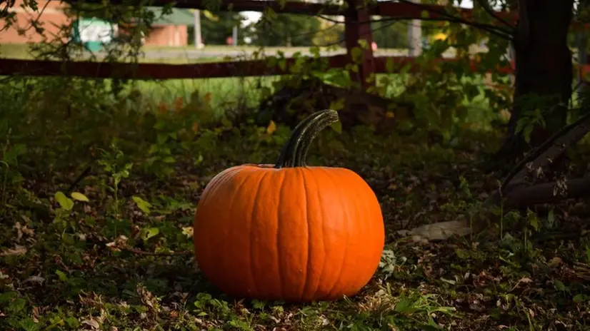 Una zucca