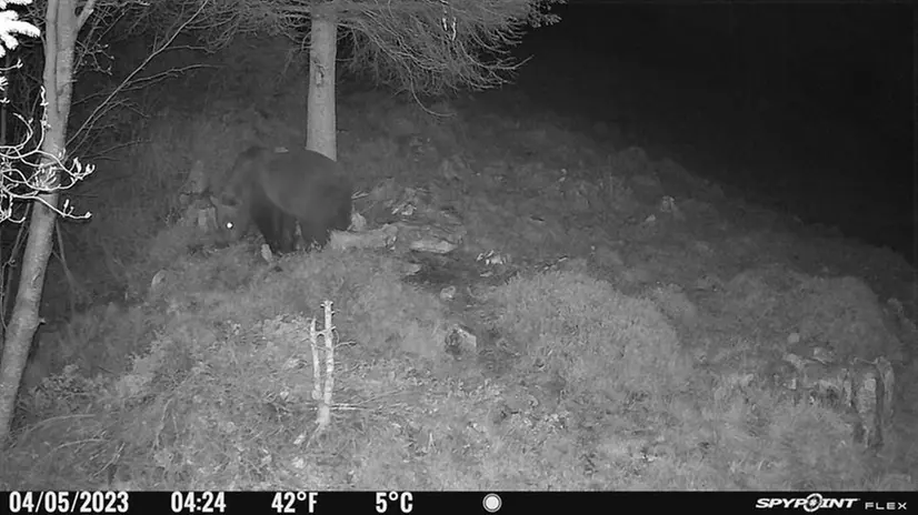 L'orso avvistato in valle d'Inzino