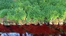 Il torrente Canale, affluente del Gandovere, con l'acqua rossa