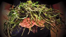 I loèrtis sono erbe spontenee tipiche della Bassa Bresciana - Foto tratta dalla pagina Facebook/I Dù dela Contrada