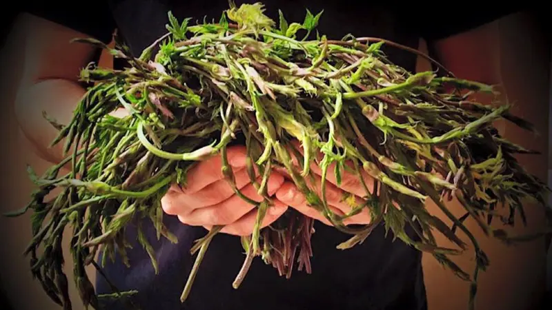 I loèrtis sono erbe spontenee tipiche della Bassa Bresciana - Foto tratta dalla pagina Facebook/I Dù dela Contrada