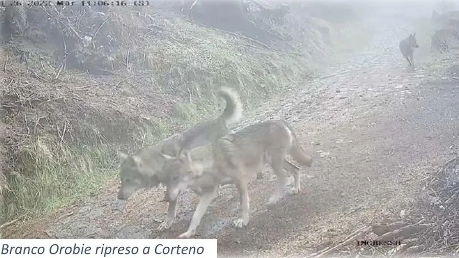 Sono controllati gli esemplari in Valcamonica - © www.giornaledibrescia.it